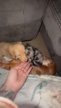 Miniature Dachshund dogs for sale: Oreo - Video 2