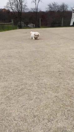 Miniature Poodle dogs for sale: Teddy - Video 8