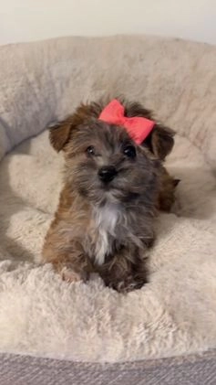 Morkie dogs for sale: Emma  - Video 1
