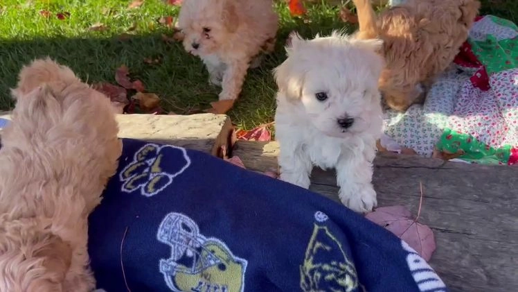 Maltipoo dogs for sale:  Arthur🎄❤️House Trained Crate Potty ❤️🎄717-723-5426 - Video 3