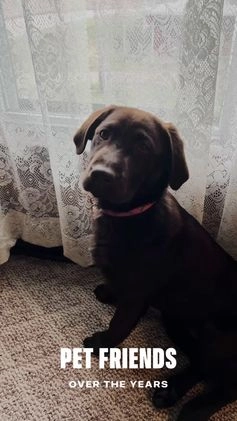 Labrador Retriever dogs for sale: Labrador Retriever JACKIE - Video 2