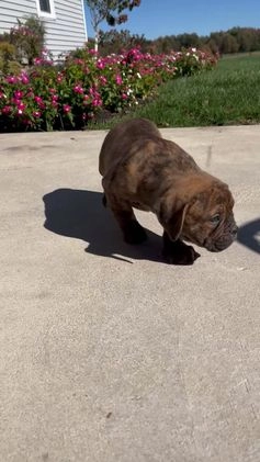 Olde English Bulldogge dogs for sale: Penny - Video 1