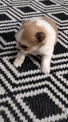 Pomeranian dogs for sale: Yeti  - Video 1