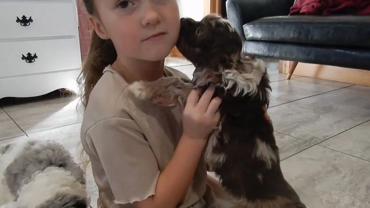 Cockapoo dogs for sale: Royal - Video 1