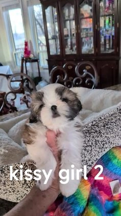 Shih Tzu dogs for sale: Shih Tzu Puppy 4 - Video 1