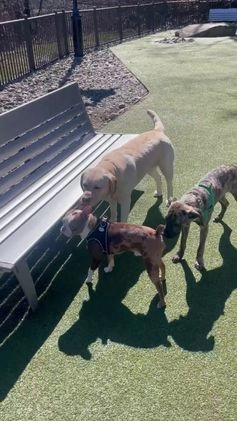 Boston Terrier dogs for stud: Daydream  - Video 1