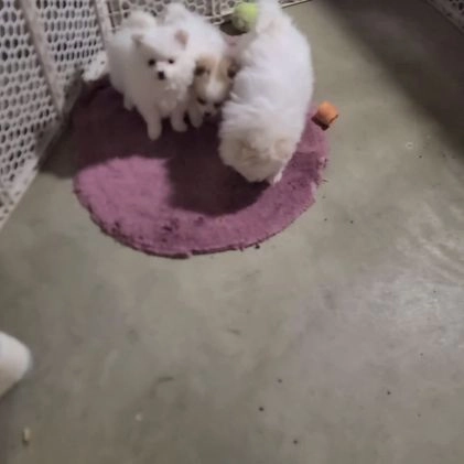 Pomeranian dogs for sale: Tula - Video 1