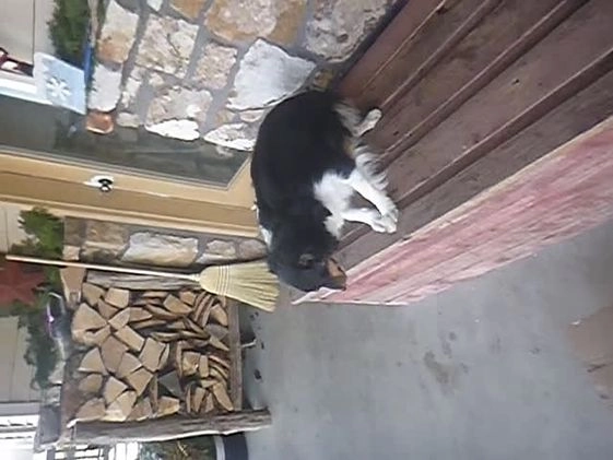 Miniature Australian Shepherd dogs for sale: Lacey (rescue) - Video 2