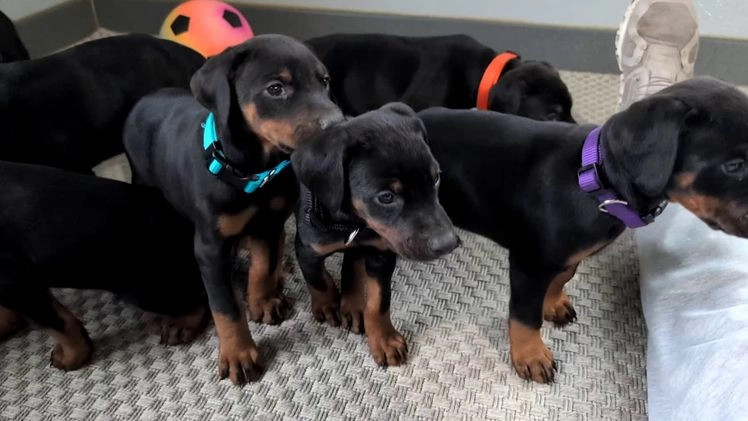 Doberman Pinscher dogs for sale: Lucy  - Video 9