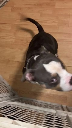 American Bully dogs for stud: Emerson - Video 1