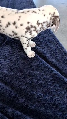 Dalmatian dogs for sale: Marshall - Video 1