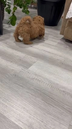 Goldendoodle dogs for sale: Pluto - Video 1