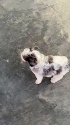 Mini Bernedoodle dogs for sale: Montana - Video 4