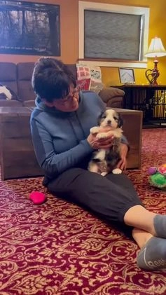 Mini Bernedoodle dogs for sale: Jolly Boy *Potty Training* - Video 1