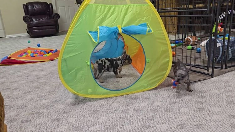 French Bulldog dogs for sale: Remi - Video 1