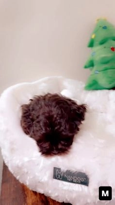 Shihpoo dogs for sale: Dash - Video 2