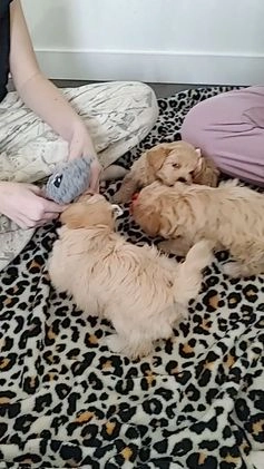 Maltipoo dogs for sale: Joy  - Video 1