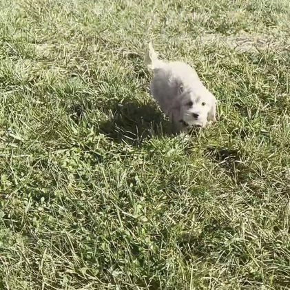 Maltipoo dogs for sale: Biscuit - Video 1