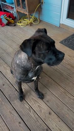 Cane Corso dogs for sale: Zues - Video 1