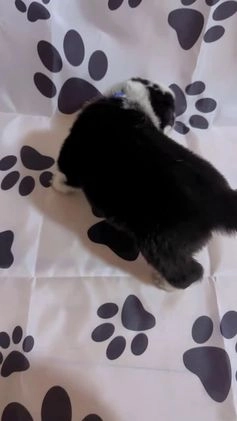 German Shepherd dogs for sale: Frost - Video 1