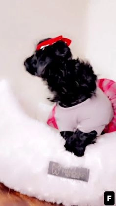 Shihpoo dogs for sale: Livvi  - Video 1