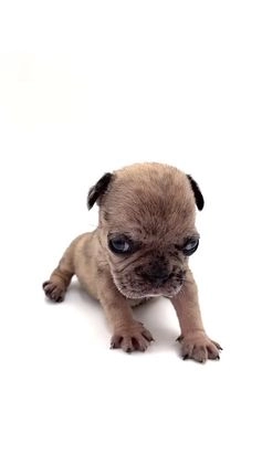 French Bulldog dogs for sale: French Bulldog Puppy 6 - Video 1