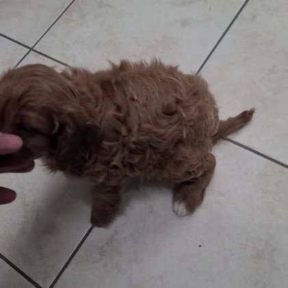 Cavapoo dogs for sale: Austin - Video 1