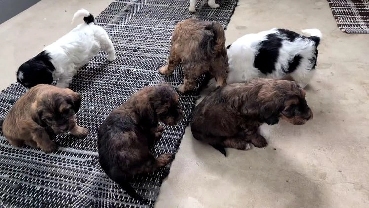 Mixed Breed dogs for sale: Avery - Video 2