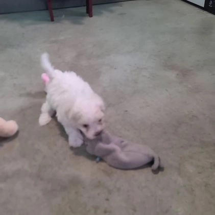 Maltese dogs for sale: Karma - Video 1