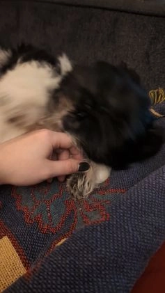 Shih Tzu dogs for sale: Shih Tzu Puppy 3 - Video 2