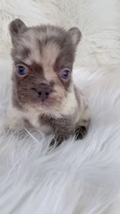 French Bulldog dogs for sale: Mini Fluffy French Bulldog Puppy 1 - Video 1