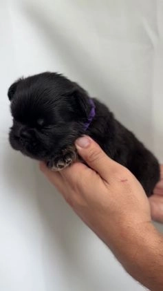 French Bulldog dogs for sale: Winter - Video 1