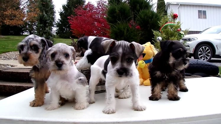 Schnoodle dogs for sale: Schnoodle Puppy 1 Sabrina - Video 1
