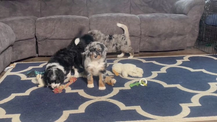 Bernedoodle dogs for sale: Ms. Tinkerbell - Video 1