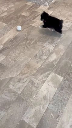 Pomsky dogs for sale: Faith.   Pomsky Puppy 3 - Video 1