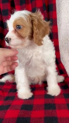 Cavapoo dogs for sale: Nash - Video 1