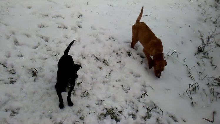 Mixed Breed dogs for sale:  Sheila - Video 3