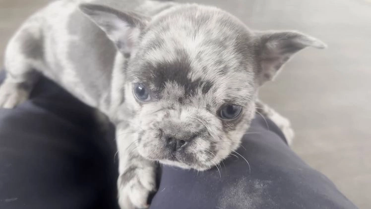 French Bulldog dogs for sale: Ricky - Video 1