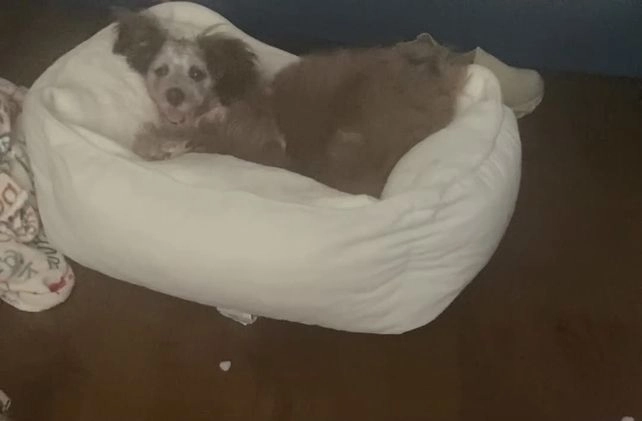 Pomapoo dogs for sale: Pomapoo Puppy 1 - Video 1