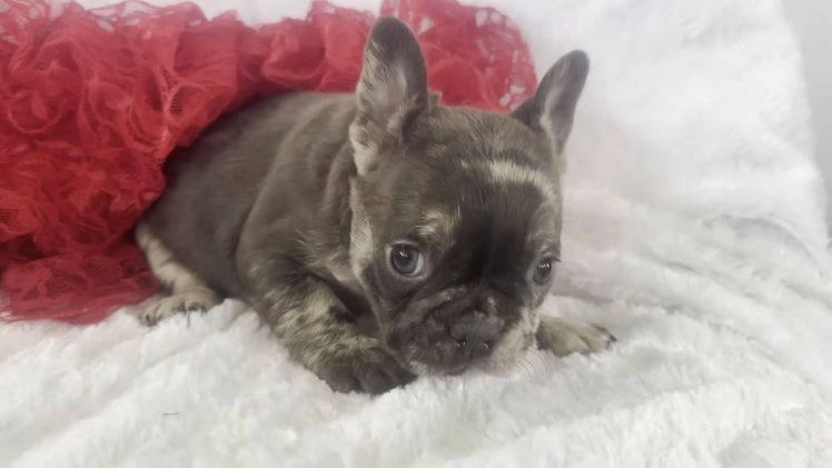 French Bulldog dogs for sale: Ricky - Video 2