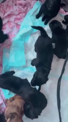 Mixed Breed dogs for sale: Mom and Dad - Video 1