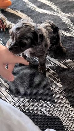 Cockapoo dogs for sale: Scout - Video 1