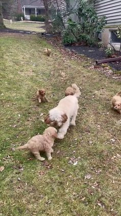 Cavapoo dogs for sale: Biscuit - Video 2