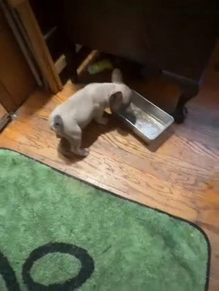 French Bulldog dogs for sale: Dexter - Video 3
