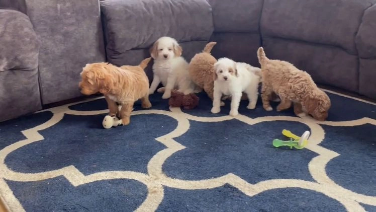 Mini Goldendoodle dogs for sale: Mr. Orlando - Video 1