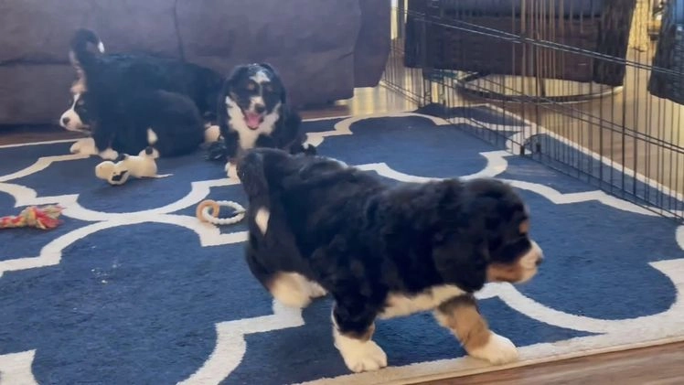 Bernedoodle dogs for sale: Ms. Sabrina - Video 1