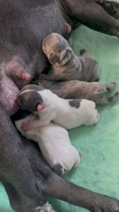 French Bulldog dogs for sale: Carmela - Video 1