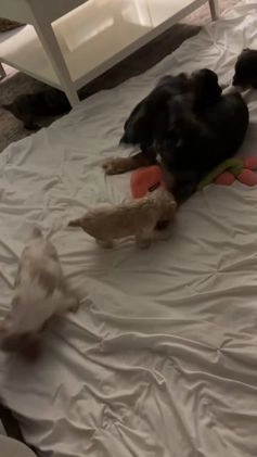 Cocker Spaniel dogs for sale: Maggie - Video 3