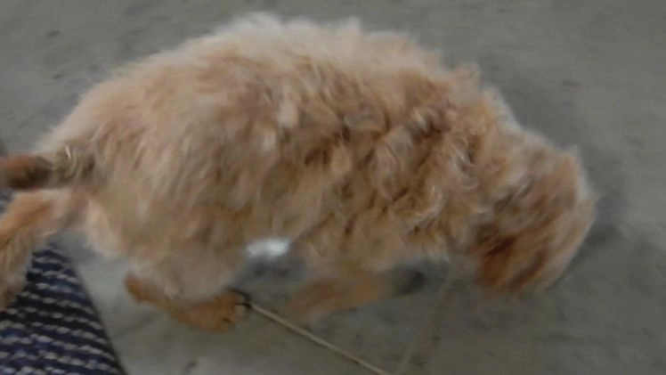 Mini Goldendoodle dogs for sale: Odie - Video 1