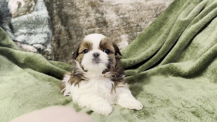 Shih Tzu dogs for sale: Delilah - Video 1